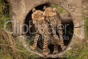 Cheetah cubs nuzzling each other in pipe