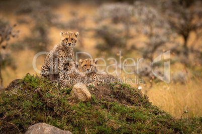 Cheetah cubs on rocky mound in trees