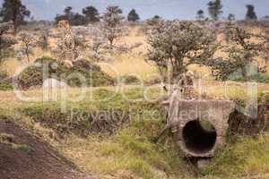 Cheetah cubs play around pipe near mother