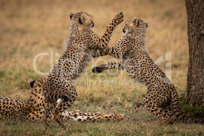 Cheetah cubs play fight on hind legs