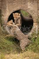 Cheetah cubs play fight in concrete pipe