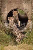 Cheetah cubs play fighting in concrete pipe