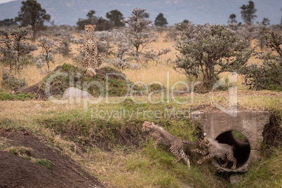 Cheetah cubs run from pipe near mother