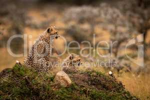 Cheetah cubs sit and lie on mound