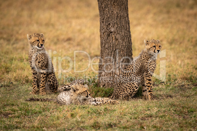 Cheetah cubs sitting and lying by tree