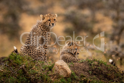 Cheetah cubs sitting and lying on mound