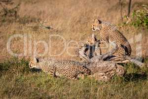 Cheetah cubs sitting and standing by log