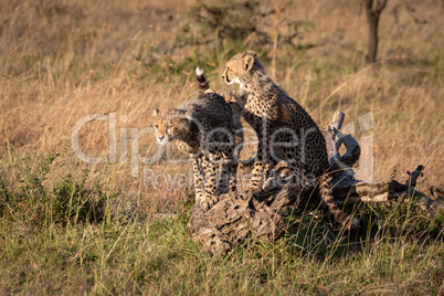 Cheetah cubs sitting and standing on log