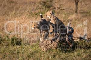 Cheetah cubs sitting and standing on log