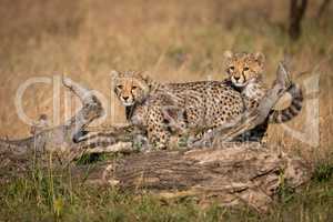 Cheetah cubs stand behind log in grass