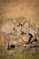 Cheetah cubs watch another play on log