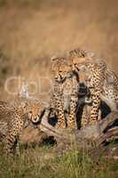 Cheetah cubs watch another rub against log