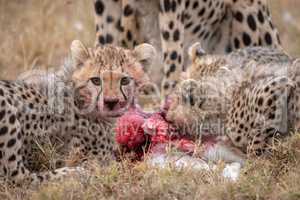 Cheetah cubs with bloody mouths beside kill