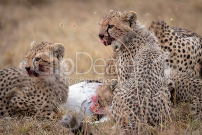 Cheetah cubs with bloody mouths eating kill