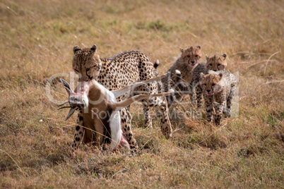 Cheetah drags Thomson gazelle followed by cubs