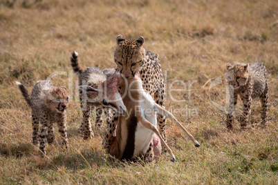 Cheetah drags Thomson gazelle with three cubs
