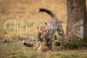 Cheetah cubs wrestle  on ground beside tree