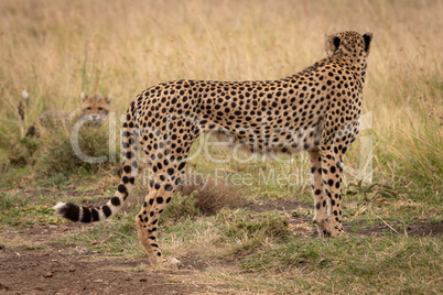 Cheetah in grass looks back to cub