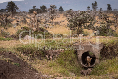 Cheetah guards cubs playing in concrete pipe