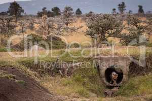 Cheetah guards cubs playing in concrete pipe