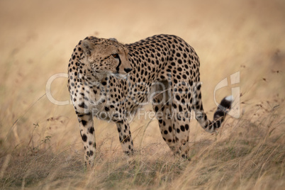 Cheetah in grass stands with head turned