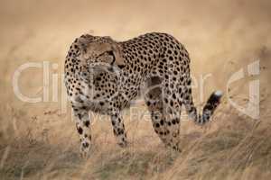 Cheetah in grass stands with head turned