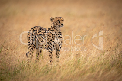 Cheetah in long grass stands staring right