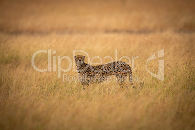 Cheetah in middle of savannah facing camera