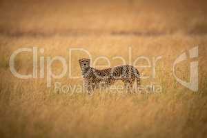 Cheetah in middle of savannah facing camera