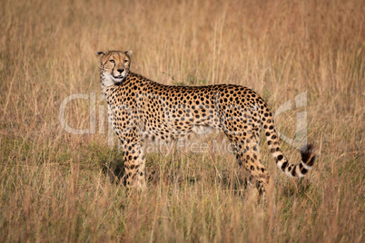 Cheetah in profile looks back in grass