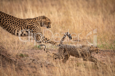 Cheetah jumping down earth bank after cub