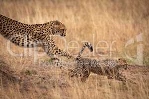 Cheetah jumping down earth bank after cub