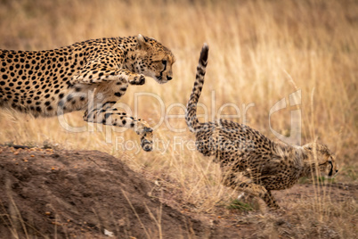 Cheetah jumps down earth bank after cub
