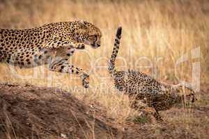 Cheetah jumps down earth bank after cub