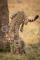 Cheetah jumps down from tree beside cub
