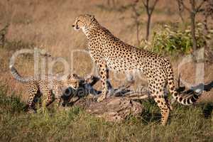 Cheetah leaning on dead log with cub