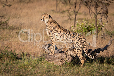 Cheetah leaning on log with cubs underneath