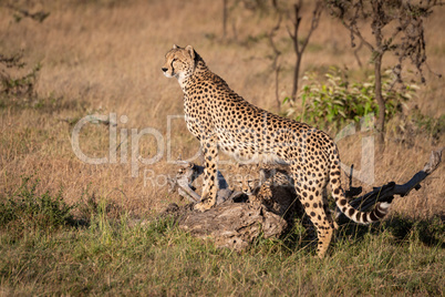 Cheetah leans on log with cubs underneath