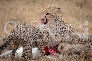 Cheetah licks lips as cubs eat kill