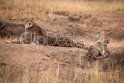Cheetah lies beside cub on earth mound