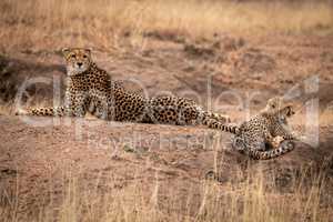 Cheetah lies beside cub on earth mound