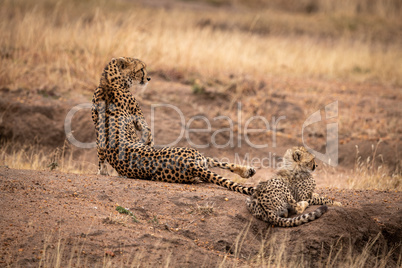 Cheetah lies beside cub on dirt mound