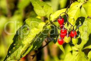 Solanum dulcamara, medicinal plant with ripe berries