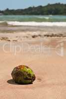 Coconut on the beach