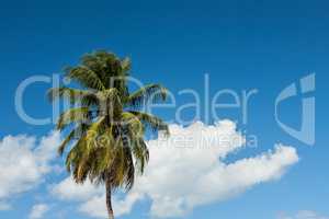 Palm tree against a blue sky