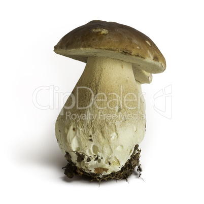 Boletus edulis mushroom