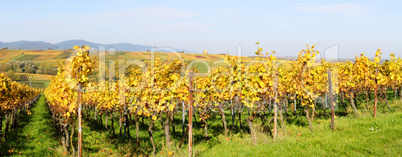 Weinlandschaft in der Pfalz