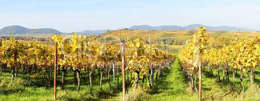 Weinlandschaft in der Pfalz