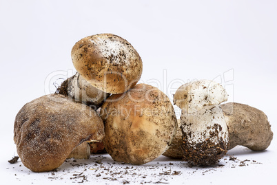 bunch of fresh raw mushrooms with roots on a white background