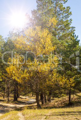 poplar with yellow leaves on the edge of a pine forest